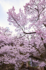 Full of bloom on Japanese Sakura