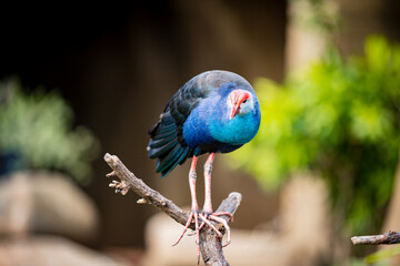 The portrait of blue stork bird watching at us in forest