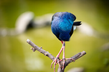 The portrait of blue stork bird watching at us in forest