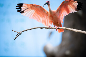 orange crane bird on blur background 