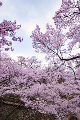 Naklejka premium Full of bloom on Japanese Sakura