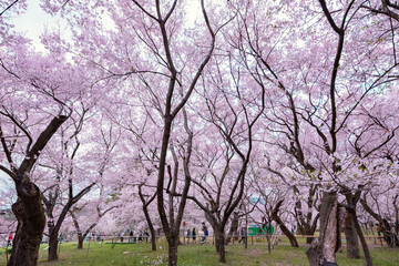 Obraz premium Full of bloom on Japanese Sakura