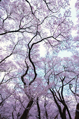 Obraz na płótnie Canvas Full of bloom on Japanese Sakura