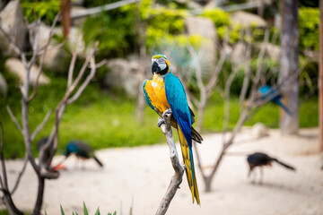 a long-tailed macaw parrot with colorful feathers. Macaw bird close up.Blue-yellow macaw parrot portrait. has a background of nature Soft focus with blurred background.