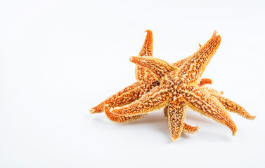 Chinese traditional nourishing soup ingredients dried starfish