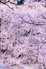 Full of bloom on Japanese Sakura