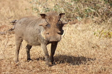 Warzenschwein / Warthog / Phacochoerus africanus