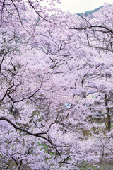Obraz na płótnie Canvas Full of bloom on Japanese Sakura