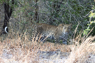 Leopard / Leopard / Panthera pardus.