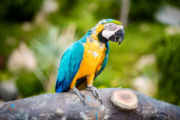 Parrot Colorful on blur background