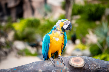 Parrot Colorful on blur background