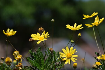 yellow flowers in the grass