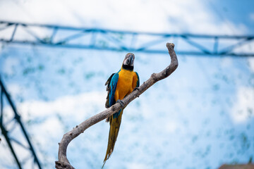 Parrot Colorful on blur background