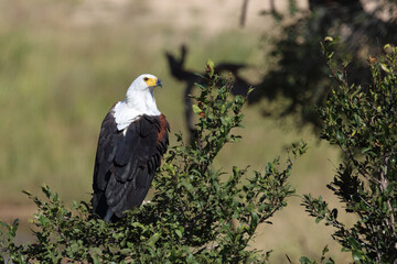 Afrikanischer Schreiseeadler / African fish-eagle / Haliaeetus vocifer.