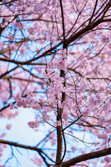 Full of bloom on Japanese Sakura