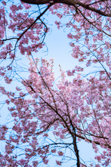 Full of bloom on Japanese Sakura