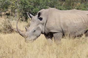 Fototapeta premium Breitmaulnashorn / Square-lipped rhinoceros / Ceratotherium Simum