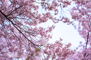 Full of bloom on Japanese Sakura