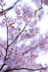 Full of bloom on Japanese Sakura