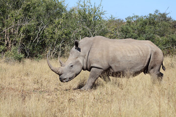 Obraz premium Breitmaulnashorn / Square-lipped rhinoceros / Ceratotherium Simum