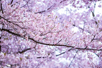 Fototapeta premium Full of bloom on Japanese Sakura