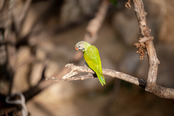 small green Parrot on blur background