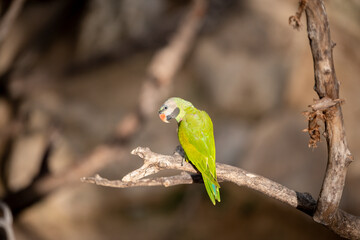 small green Parrot on blur background