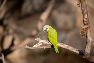 small green Parrot on blur background