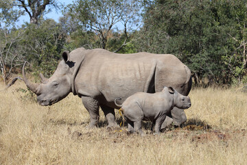 Breitmaulnashorn / Square-lipped Rhinoceros / Ceratotherium Simum