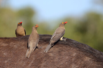 Rotschnabel-Madenhacker / Red-billed oxpecker / Buphagus erythrorhynchus