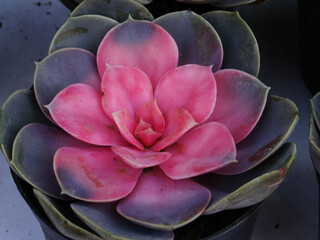 Bonsai of succulent plants