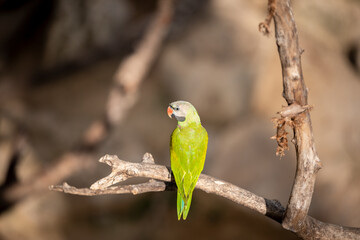 small green Parrot on blur background
