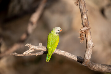 small green Parrot on blur background