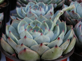 Bonsai of succulent plants