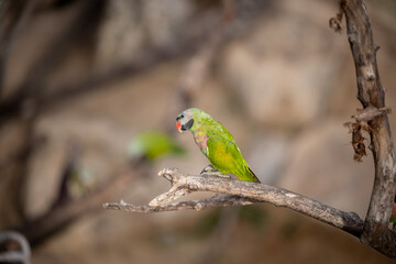 small green Parrot on blur background