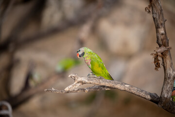 small green Parrot on blur background