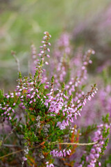 Naturpark Hoge de Veluwe lila Blumen Blume