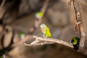 small green Parrot on blur background