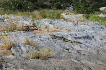 Schwarzfersenantilope und Nilkrokodil / Impala and Nile crocodile / Aepyceros melampus et...