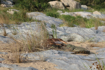 Schwarzfersenantilope und Nilkrokodil / Impala and Nile crocodile / Aepyceros melampus et Crocodylus Niloticus....