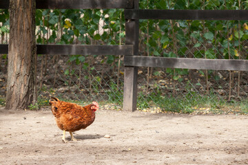 Young brown hen or chicken walking alone in the farmyard of a rural agricultural farm in summer