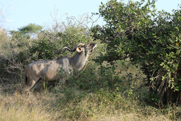 Großer Kudu / Greater Kudu / Tragelaphus strepsiceros.