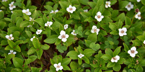White blossoms of Alaska dwarf dogwood, also called bunchberry.