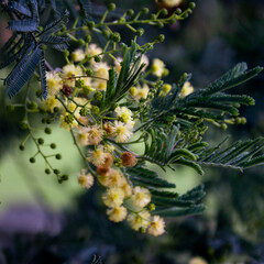 Acacia yellow flowers
