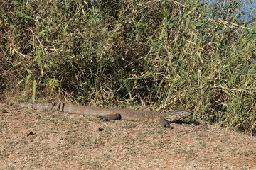 Nilwaran / Nile monitor / Varanus niloticus