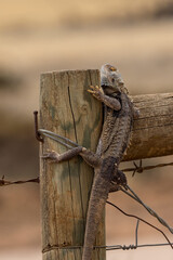 Fototapeta premium A Central Bearded Dragon (Pogona vitticeps) keeping a low profile while climbing a fence post.