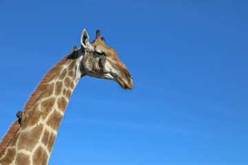 Giraffe und Gelbschnabel-Madenhacker / Giraffe and Yellow-billed oxpecker / Giraffa Camelopardalis et Buphagus africanus