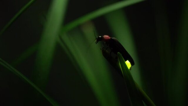 ホタルの光　蛍の光　生物発光