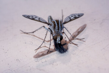 A perched Fly with stripes of the scientific Superfamily Asiloidea.