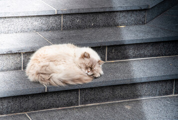 Beige longhair house cat sleeping on an outdoor staircase